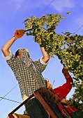 Hop-pickers at work
