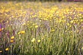 Meadow flowers