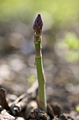 A green asparagus spear poking out of the soil