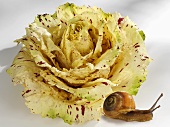 Radicchio Castelfranco with snail