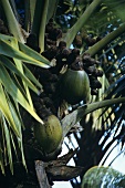 Coco de Mer (Seychelles nut, sea coconut, Lodoicea maldivica)