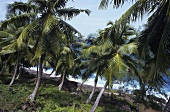 Coconut palms