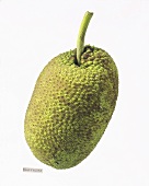 A breadfruit