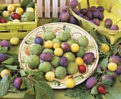 Greengages, damsons and mirabelles on a plate