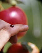 Ein Marienkäfer auf einer Hand, im Hintergrund Apfel