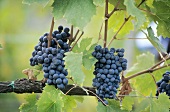 Red Sangiovese grapes (Tuscany, Italy)