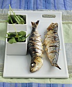 Grilled sardines