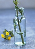Raps in einer Vase, im Hintergrund Rapsblüte