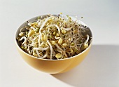 Sprouting seeds and sprouts in a bowl