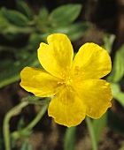 Yellow rock rose (Helianthemum nummularium)