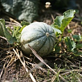 Eine Charentais-Melone an der Pflanze