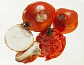 Verschimmelte Tomaten