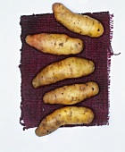 Kartoffeln der Sorte: Bamberger Hörnchen