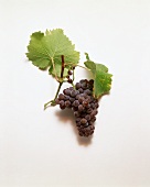 Pinot grigio grapes and vine leaves