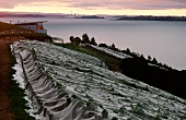Vineyards covered with protective bird netting at the Whau Vineyard, Waiheke Island, New Zealand