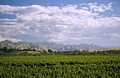 Vineyards in the Wairau River valley in Blenheim, Marlborough, New Zealand