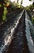 Bewässerung eines Weinberges, Mendoza, Argentinien
