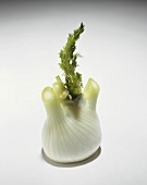 A fennel bulb