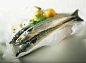 Fresh mackerel