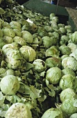 Harvested white cabbages