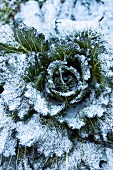 Frozen savoy cabbage in a field