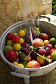 Washing plums