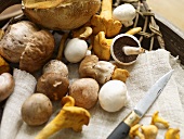 Porcini mushrooms, chanterelle mushrooms and button mushrooms with a knife on a towel