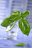 A sprig of basil in a glass of water