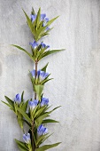 Gentian