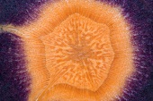 Cross-section of a carrot