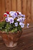 Pansies in flowerpot