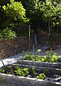 Lettuce and herbs in a garden