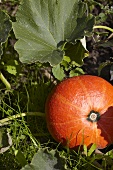 A pumpkin in a field