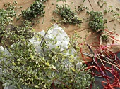 Fresh marjoram being tied into bunches