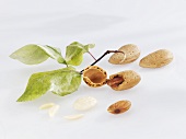 Almond twig and almonds with and without shells