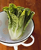 A romaine lettuce in a colander