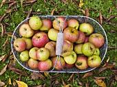 Viele Äpfel in einem Korb im Freien