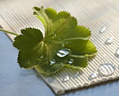 Drops of water on lady's mantle leaf and table mat