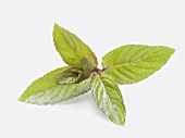 Peppermint leaves