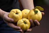 Quinces in someone's hands