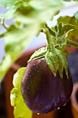 An aubergine on the plant