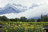 Weinberg vor Felsmassiv Falknis, Maienfeld, Graubünden, Schweiz