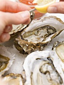 Sprinkling fresh oysters with lemon juice