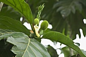 Breadfruit on the tree (close-up)