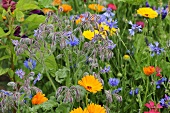 A colourful flowerbed