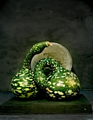 Two green bottle gourds