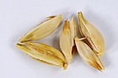 Emmer wheat (Triticum dicoccon), also known as farro