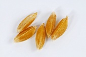 Wild wheat (Triticum timopheevi)