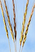 Goatgrass (Aegilops speltoides)