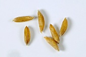 Naked oat (Avena nuda ssp. nuda)